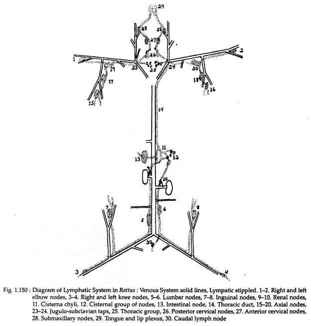 Diagram of lymphatic system in Rattus