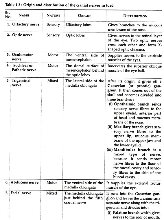 Origin and distribution of the cranial nerves in toad