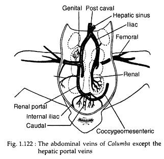 The abdominal veins of columba except the hepatic portal veins
