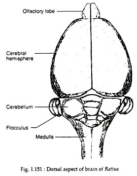 Dorsal aspect of brain of Rattus