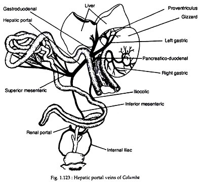 Hepatic portal veins of columba