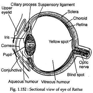 Sectional view of eye of Rattus