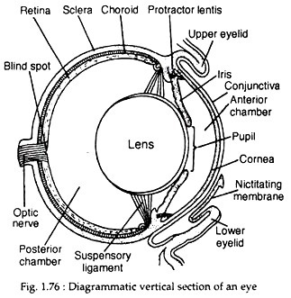 Diagrammatic vertical section of an eye