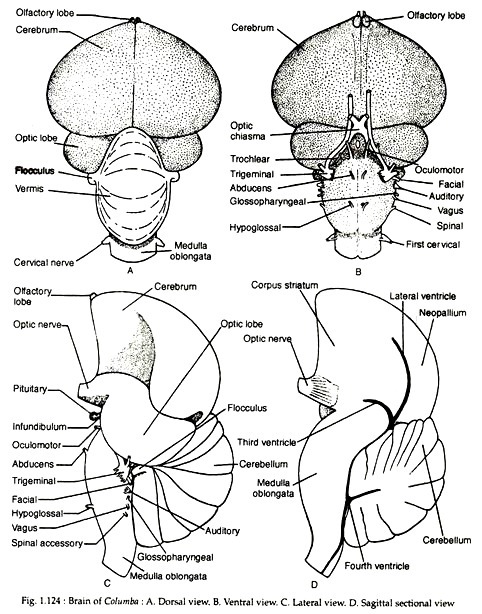 Brain of columba