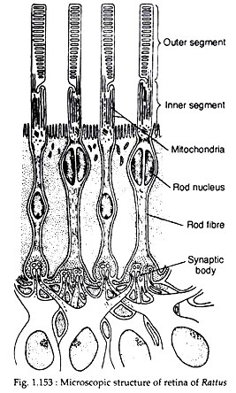 Microscopic structure of retina of Rattus