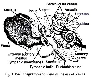 Diagrammatic view of the ear of Rattus