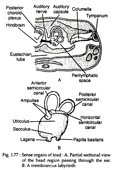 Sense organs of toad