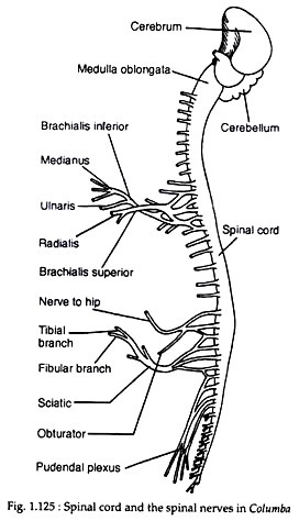 Spinal cord and the spinal nerves in columba