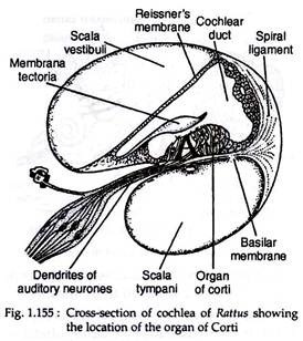 Cross-section of cohlea of rattusshowing the location of the organ of corti