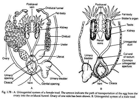 Urinogenital system of a female toad