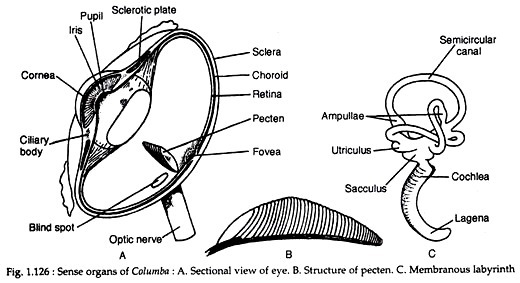 Sense organs of columba