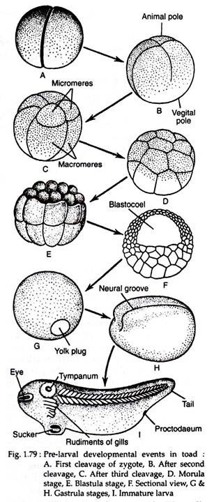 Pre-larval developmental events in toad