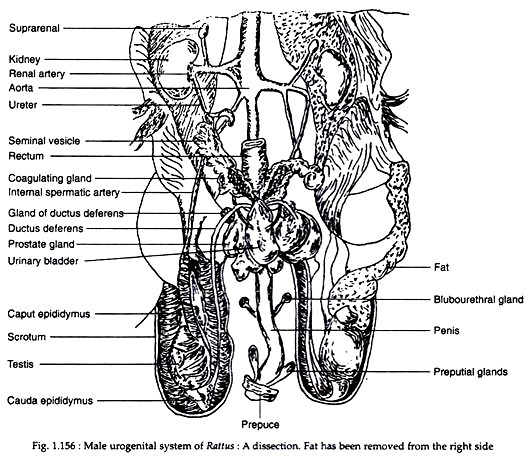 Male urogenital system of Rattus