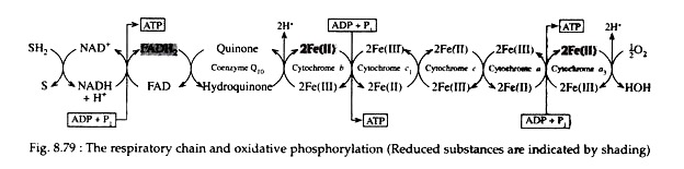 Respiratory Chain and Oxidative Phosphorylation