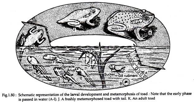 Schematic representation of the larval development and metamorphosis of toad