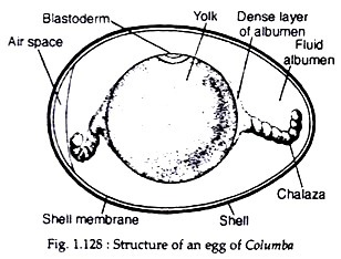 Structure of an egg of columba