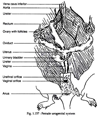 Female urogenital system 