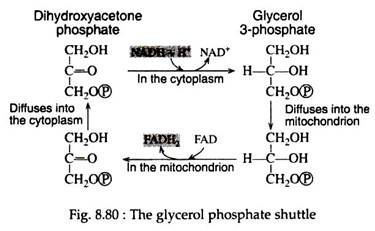 Glycerol Phosphate Shuttle