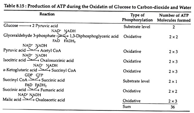 Production of ATP