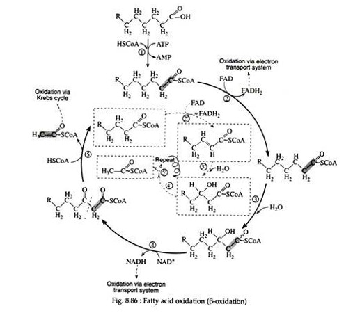 Fatty Acid Oxidation