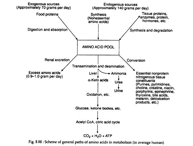 General Paths of Amino Acids in Metabolism