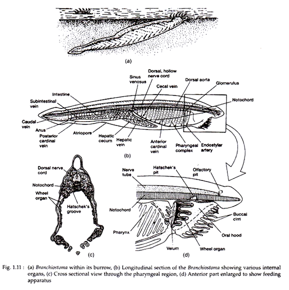 Branchiostoma