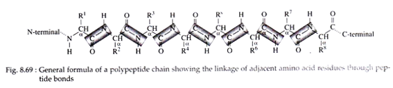 General Formula of a polypeptide chain showing the linkage of adjacent amino acid residues throug peptide bonds
