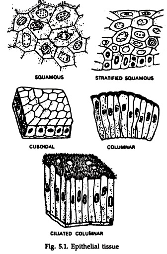 Tissues Found in Animals | Zoology Tissues Found in Animals | Zoology