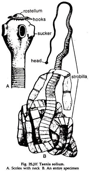 Taenia Solium: Nervous System and Life History | Phylum Platyhelminthes