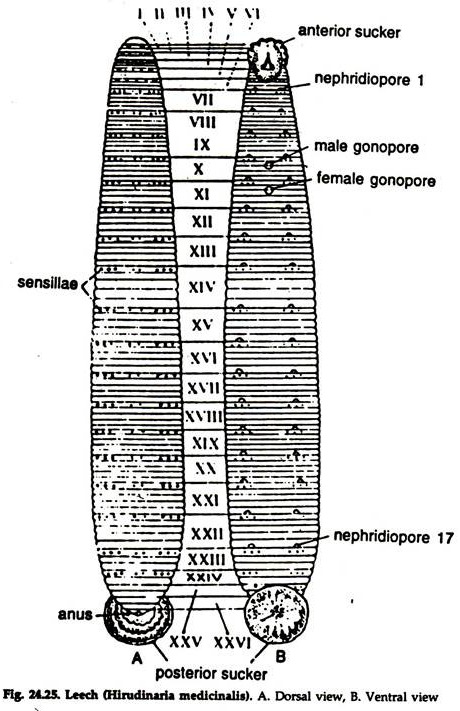 leech external anatomy