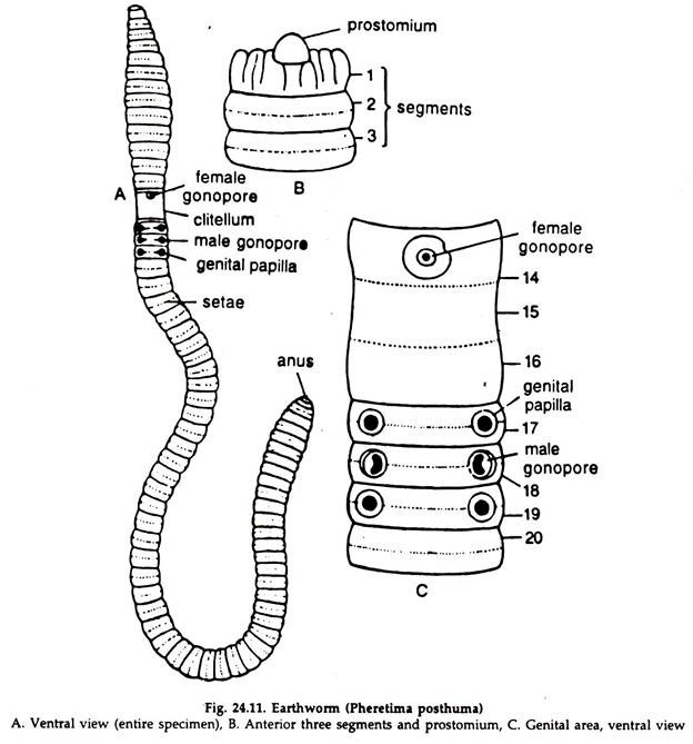 Essay on Earthworm: Feeding and Digestion