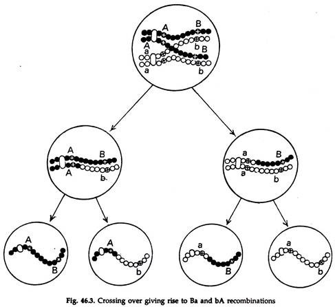 genetic linkage diagram