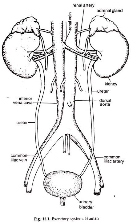 Draw A Labelled Diagram Of Human Excretory System Transportation In ...