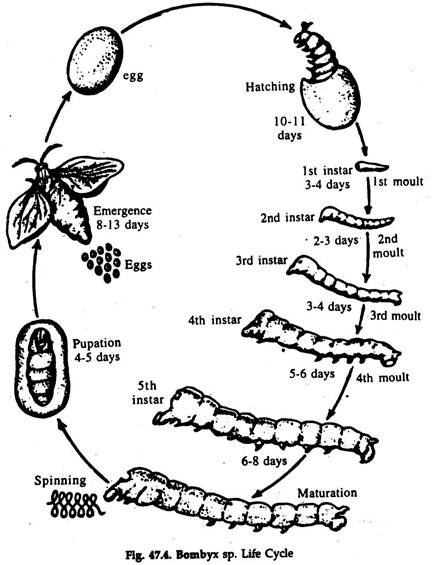 Describe the stages in the life cycle of silkworm.