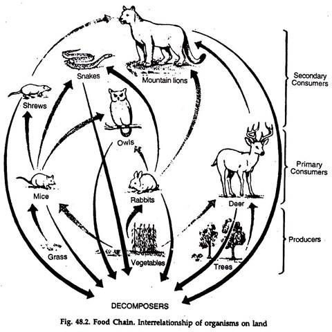 land food chains