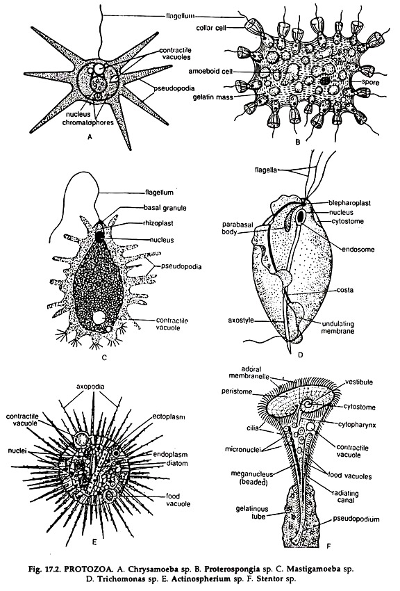 PROTOZOA