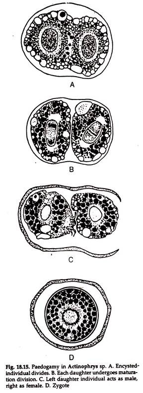 Paedogamy in Actinophrys sp.