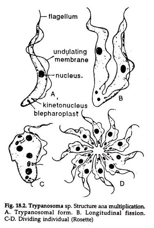 Trypanosoma sp.