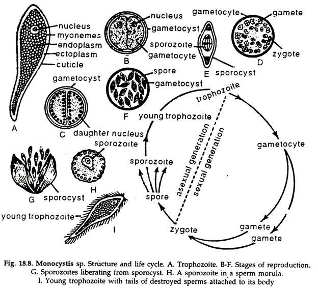 Monocystis sp.