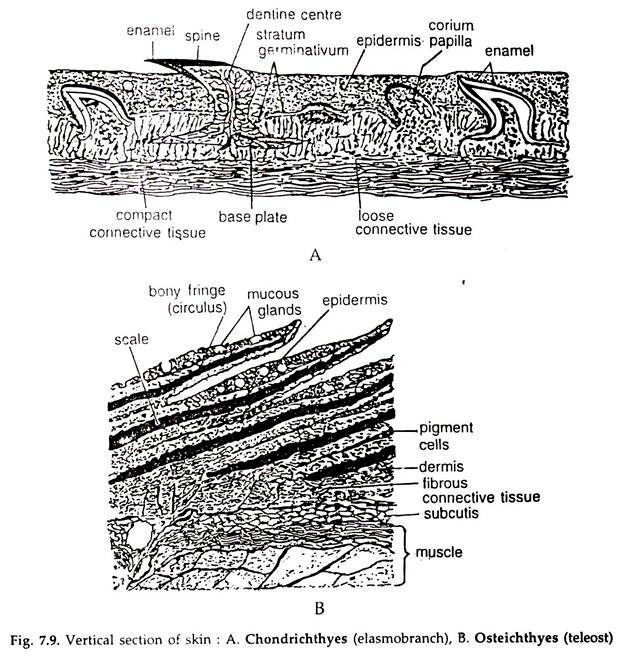 Vertical Section of Skin
