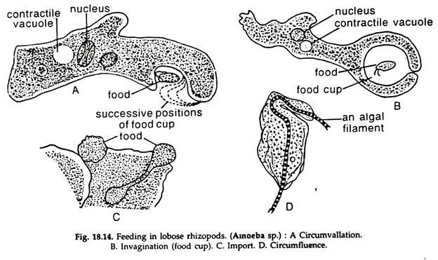 Feeding in Lobose Rhizopods
