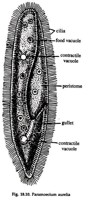 Paramoecium Aurelia