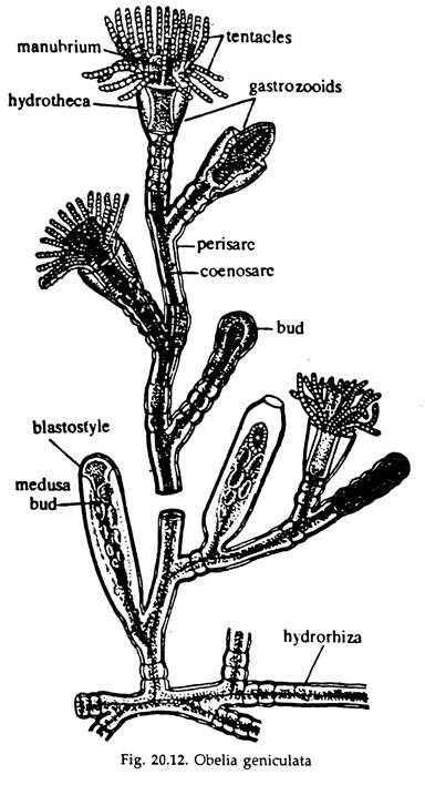 Obelia Geniculata