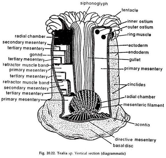 Sea Anemone