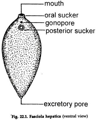 Fasciola Hepatica