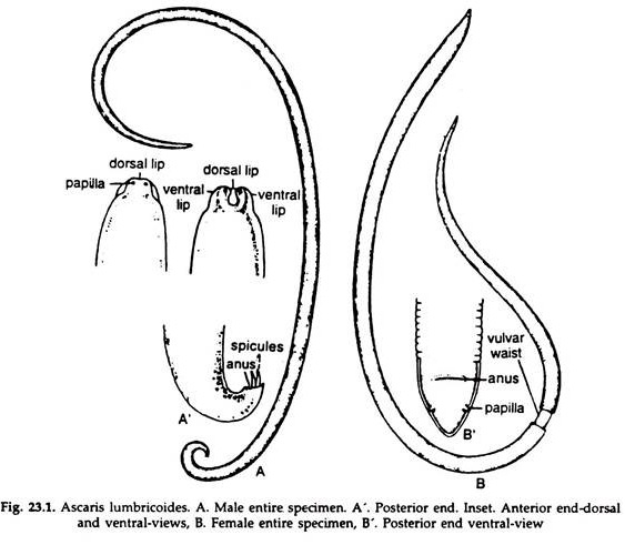 Ascaris Lumbricoides