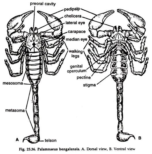 Palamnaeus Bengalensis