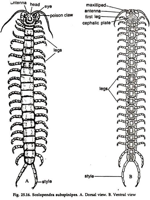 Scolopendra Subspinipes