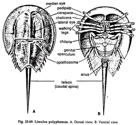 Limulus Polyphemus