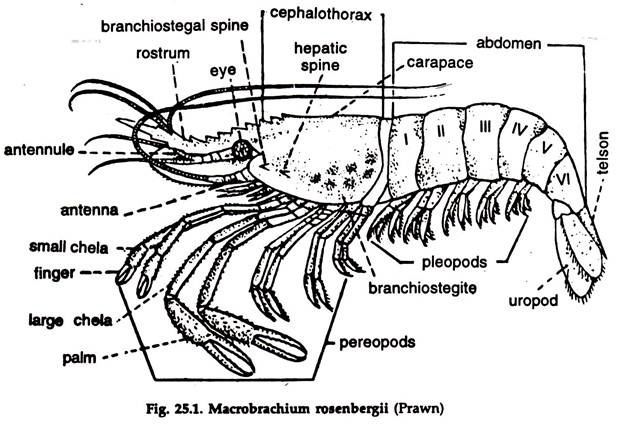 Macrobrachium Rosenbergii